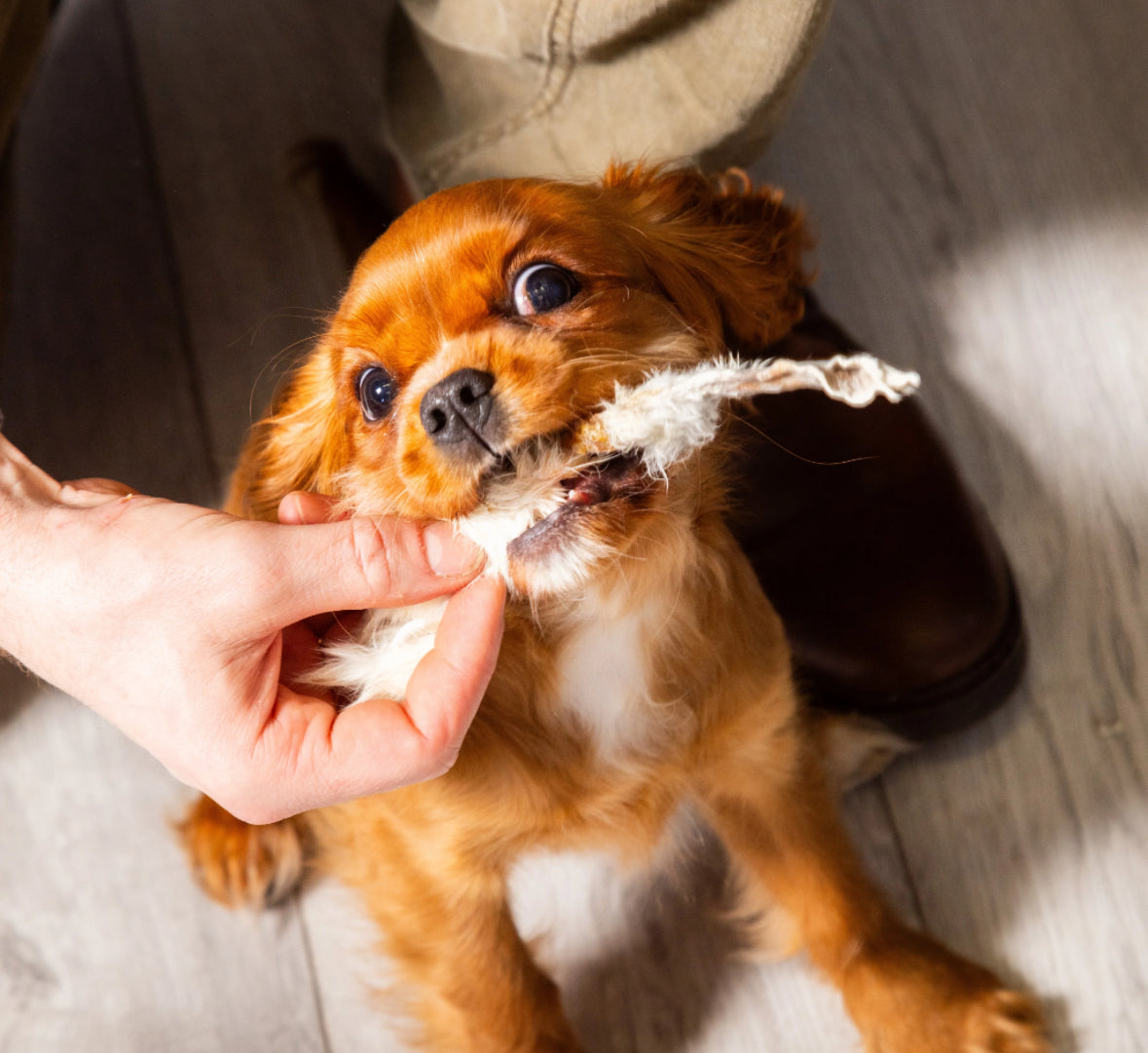 Nutriment Hairy Rabbits Ears