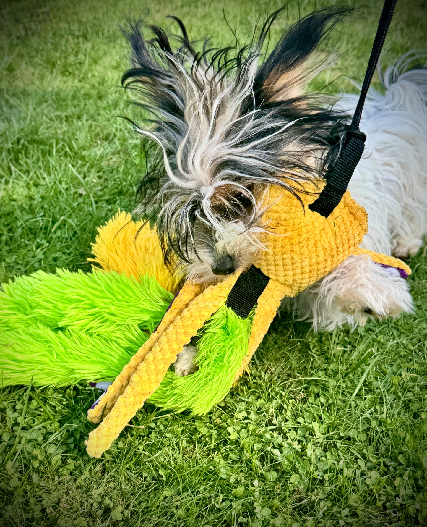 Oct-Flirt Pole: Attachment only