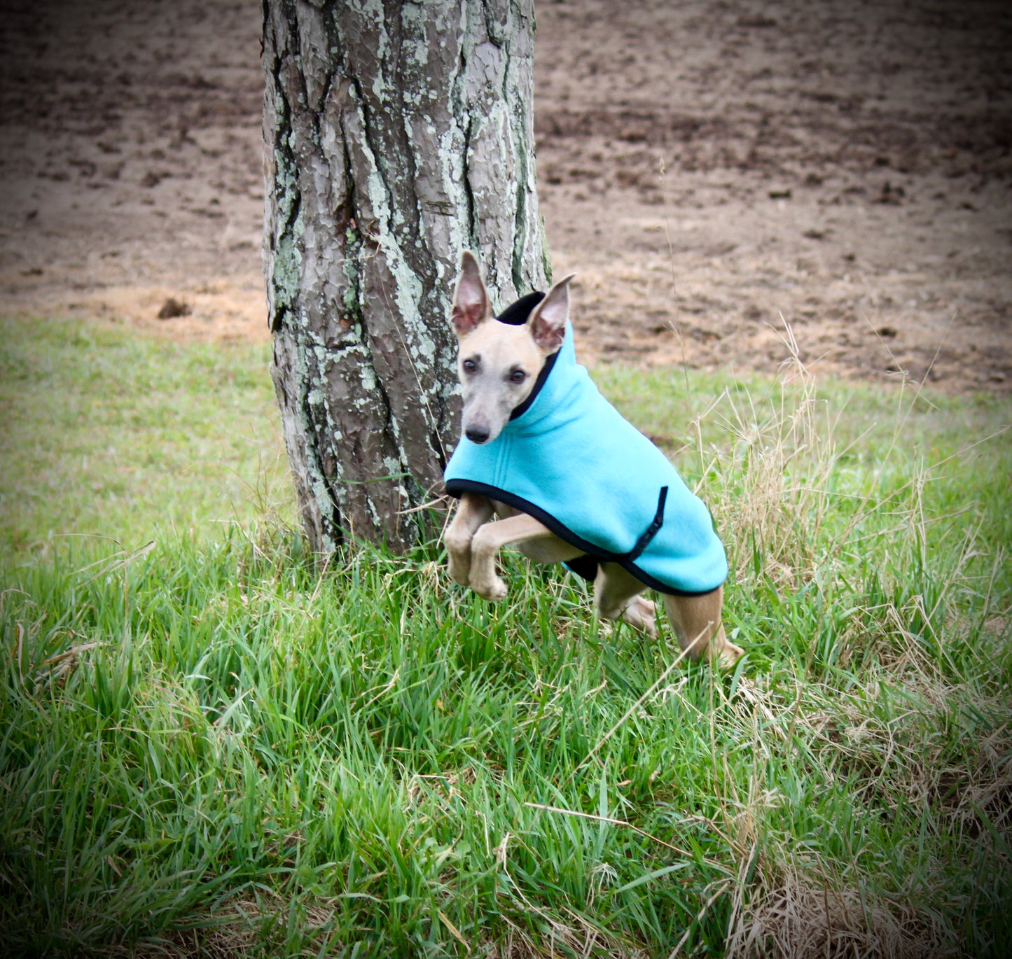 The FenForest Fleece