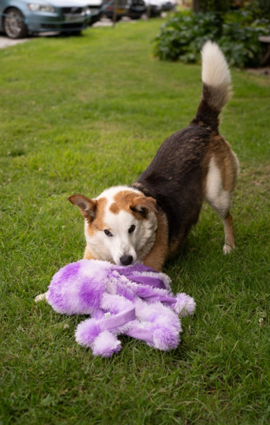 ORLA OCTOPUS PLUSH DOG TOY MEDIUM