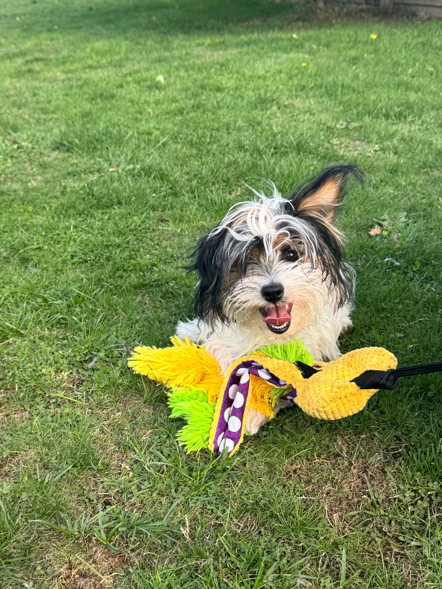 Octo-Flirt Pole: The Complete Set