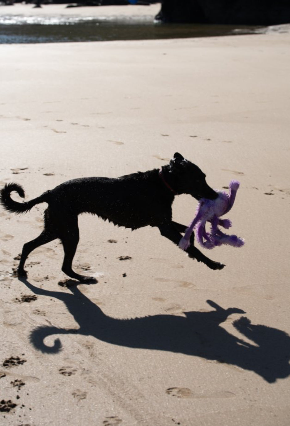 ORLA OCTOPUS PLUSH DOG TOY MEDIUM