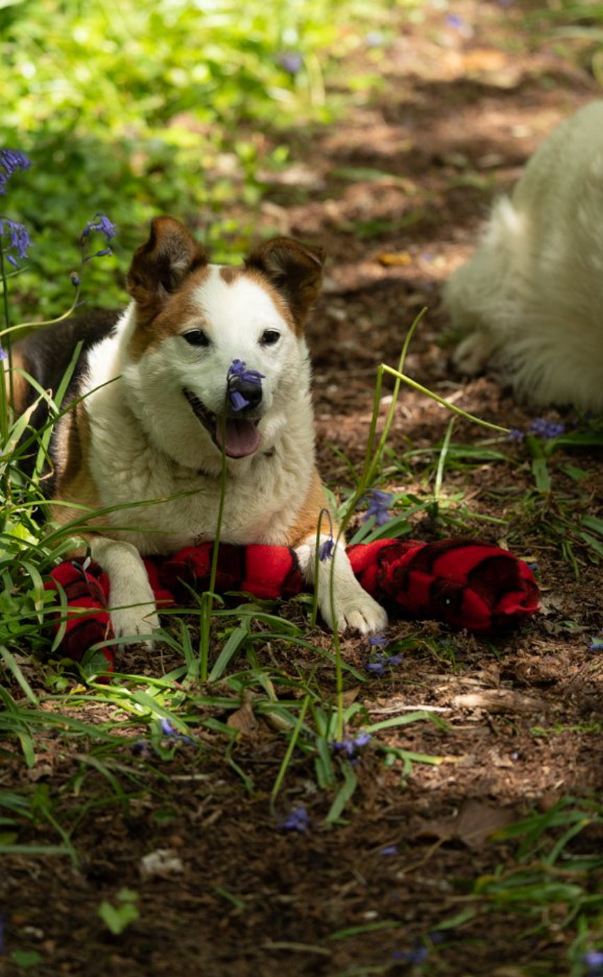 PLUSH SNAKE DOG TOY 70cm