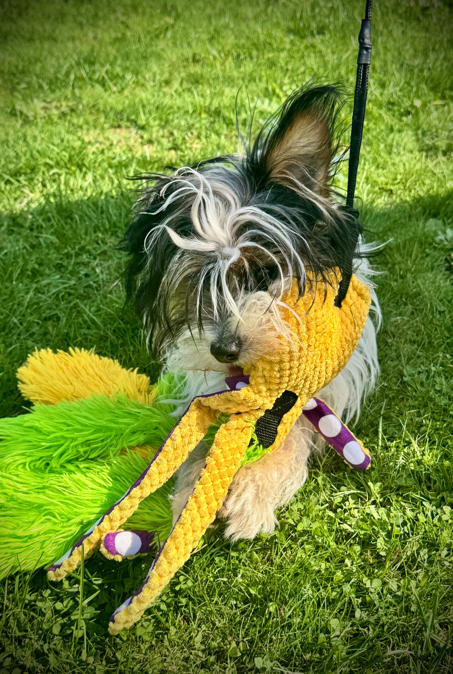 Octo-Flirt Pole: The Complete Set