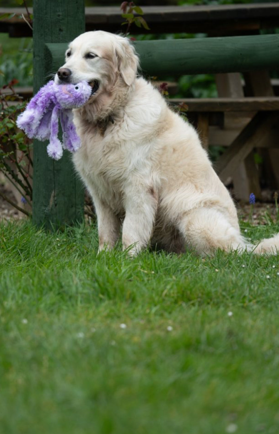 ORLA OCTOPUS PLUSH DOG TOY SMALL