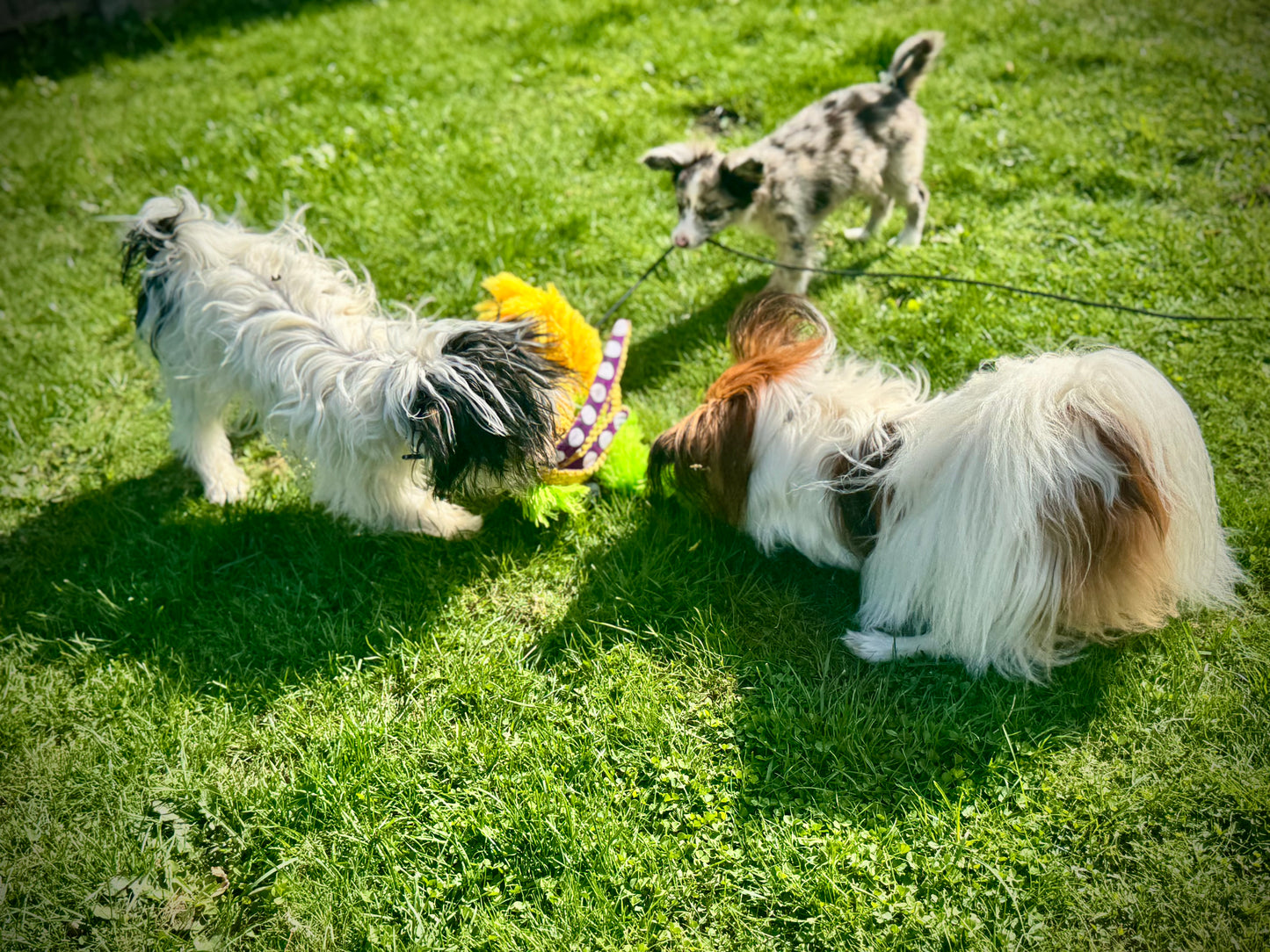 Octo-Flirt Pole: The Complete Set